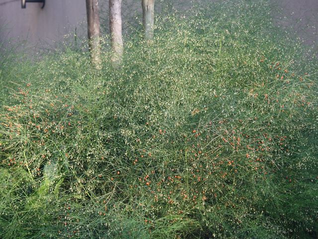 Asparagus virgatus hardy perennial